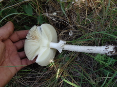 Saproamanita vittadinii