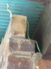 Philothamnus occidentalis