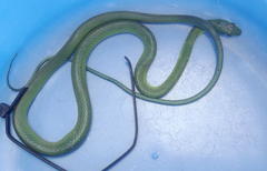 Philothamnus occidentalis