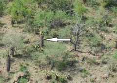 Aloe marlothii marlothii