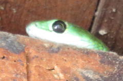 Philothamnus occidentalis