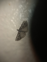 Alucita montana
