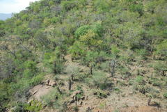 Aloe marlothii marlothii