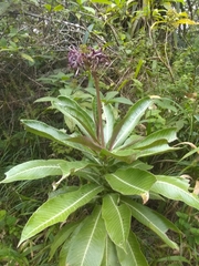 Lobelia robusta