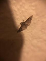 Alucita montana