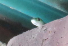 Philothamnus occidentalis