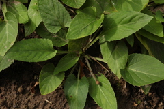 Viola philippica philippica