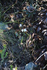 Heliophila carnosa