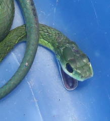 Philothamnus occidentalis