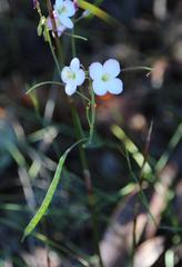 Heliophila carnosa