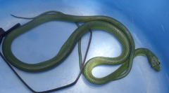 Philothamnus occidentalis