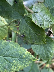 Mitopus