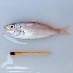 Argyrozona argyrozona