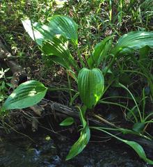 Plantago longissima