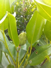 Magnolia ekmanii