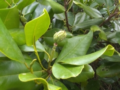 Magnolia ekmanii