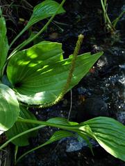 Plantago longissima