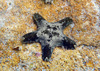 Burton's Sea Star - Photo (c) Glen Whisson, some rights reserved (CC BY-NC), uploaded by Glen Whisson