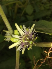Passiflora sexflora