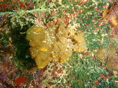 Leathesia marina