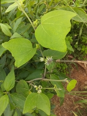 Passiflora sexflora
