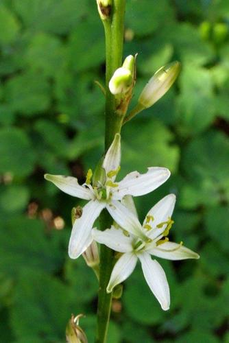 Chlorophytum image