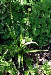 Chlorophytum comosum image