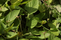 Viola philippica philippica