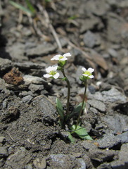 Draba supranivalis