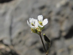 Draba supranivalis