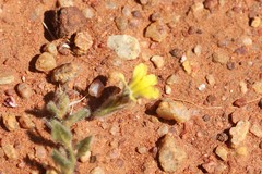 Goodenia hirsuta