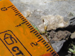 Draba supranivalis