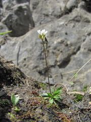 Draba supranivalis