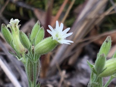 Silene williamsii