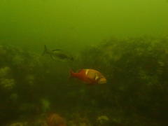 Chrysoblephus laticeps