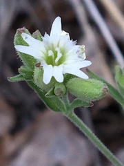Silene williamsii