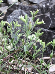 Silene williamsii