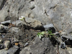Draba supranivalis