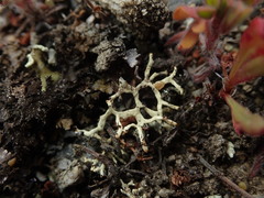 Xanthoparmelia reptans