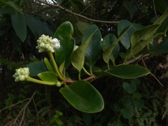 Schradera exotica