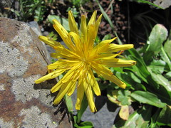 Taraxacum confusum