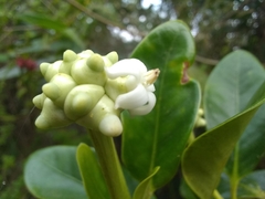 Schradera exotica