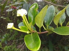 Schradera exotica