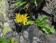 Taraxacum confusum