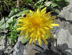 Taraxacum confusum