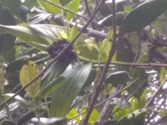 Elleanthus cephalotus