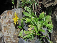 Taraxacum confusum