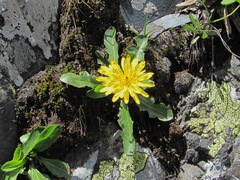Taraxacum confusum