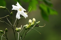Radermachera sinica