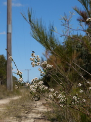 Micromyrtus ciliata